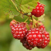 P. Allen Smith Edibles Collection - Raspberries
